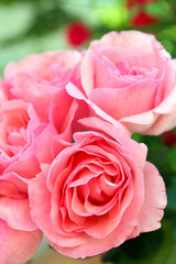 Beautiful bouquet of pink roses, closeup