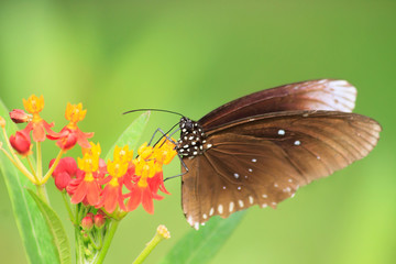 Butterfly on Flower
