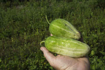Fresh Picked Pickling Cucumbers