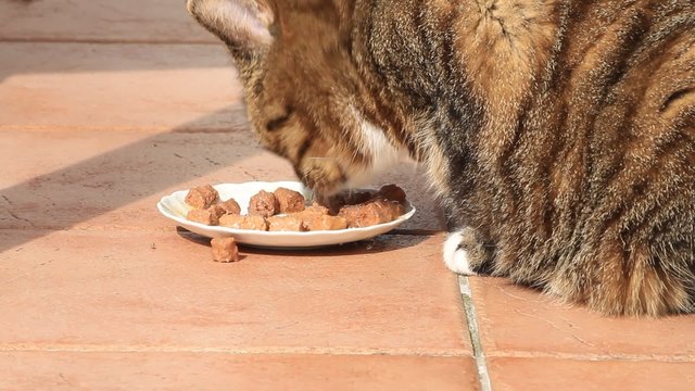 Katze Hauskatze fri&szlig;t Nassfutter
