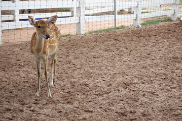 Brown chital deer standing in the farm