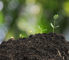Plant grow and bokeh background , concept