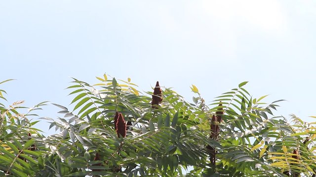 Essigbaum im Sommer 
