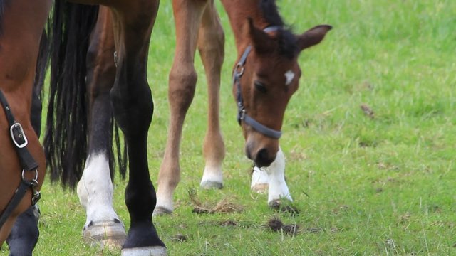 Pferd Fohlen Stutfohlen und Mutter Stute auf gr&uuml;ner Weide

