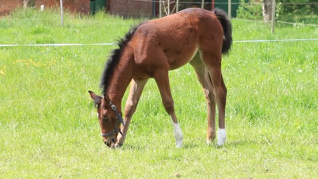 Fohlen Stutfohlen allein auf gr&uuml;ner Wiese im Fr&uuml;hling
