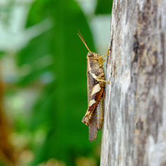closeup grasshopper on the tree