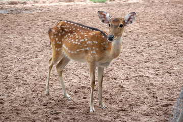 Brown chital deer standing in the farm