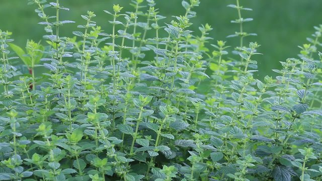 Frische Zitronenmelisse am Strauch im Garten 
