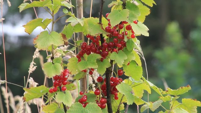 rote Johannisbeeren am Strauch , Ribes rubrum
