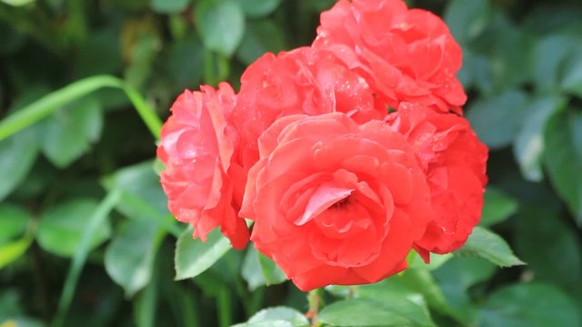 rote Rosen im Garten
