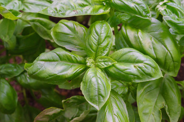 Sweet basil