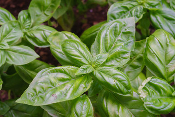 Sweet basil
