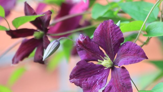 Bl&uuml;te Clematis violette 
