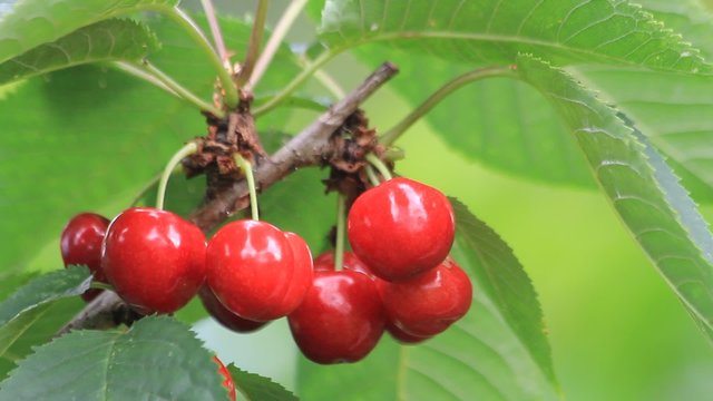 rote Kirschen am Baum in Nahaufnahme
