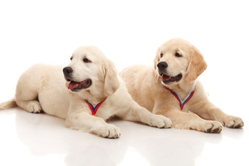 Obraz premium Puppies of golden retriever