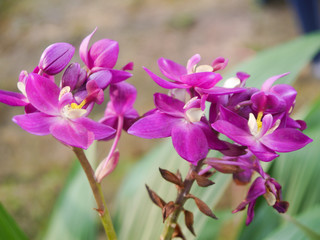 Fototapeta premium Violet Orchid