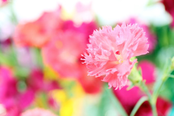 Beautiful small carnation close up