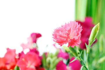 Beautiful small carnation close up