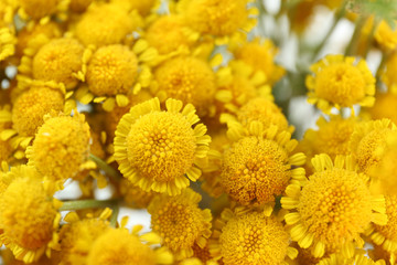 Beautiful small wild flowers close up