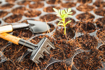 small marigold flower