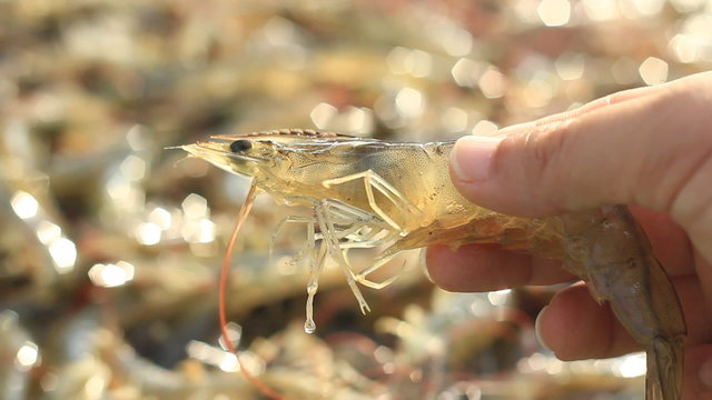 Product White-leg shrimp form farming in pond
