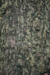 background of tree bark texture