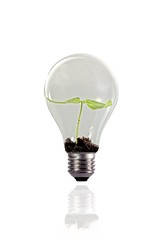 Seed growing in lightbulb on white background.