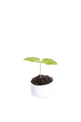 Pepper seedlings growing in white pot with white background.