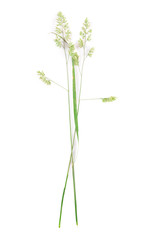 Fototapeta na wymiar Wildflowers isolated on white