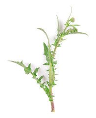 Wildflowers isolated on white