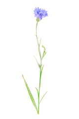 Naklejka premium Wildflower isolated on white