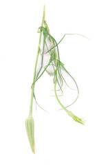 Wildflowers isolated on white