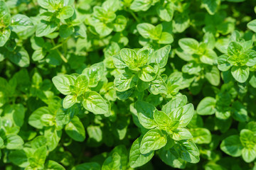 Oregano