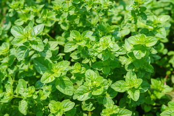 Oregano