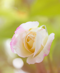 blur pink rose