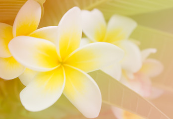 Fototapeta premium plumeria flower blur photo