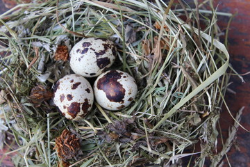 Obraz premium яйца