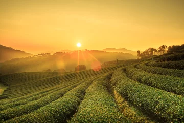 Fototapeten Sonnenaufgangsansicht der Teeplantagenlandschaft bei 101 Chiang Rai Teeplantage. © DN6