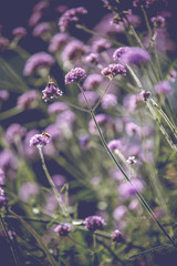 Summer vintage beautiful flowers, soft focus