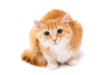 Obraz premium red cat