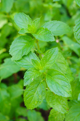 Spearmint