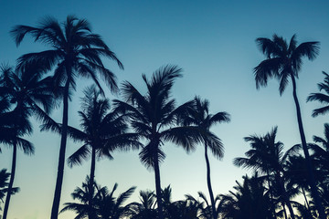 Coconut palm trees perspective view