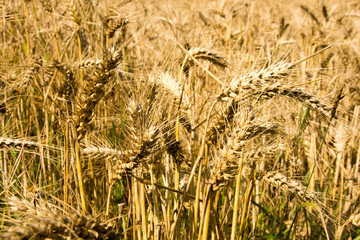 barley field / Barley field with many barley ears