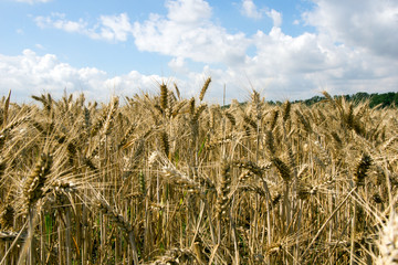 barley field / Barley field with many barley ears and blue sky with clouds