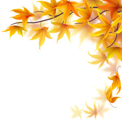 Naklejka na ściany i meble Autumn branch with maple leaves on white background