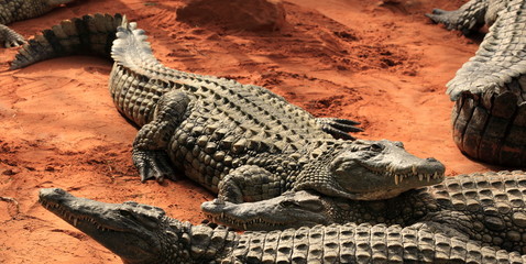 crocodiles du nil