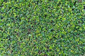 Close up green leaves wall background