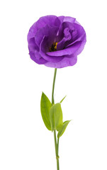 eustoma flower