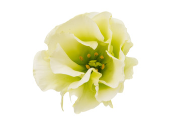 Fototapeta na wymiar eustoma flower
