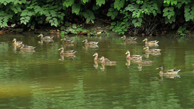 Ducks - females 